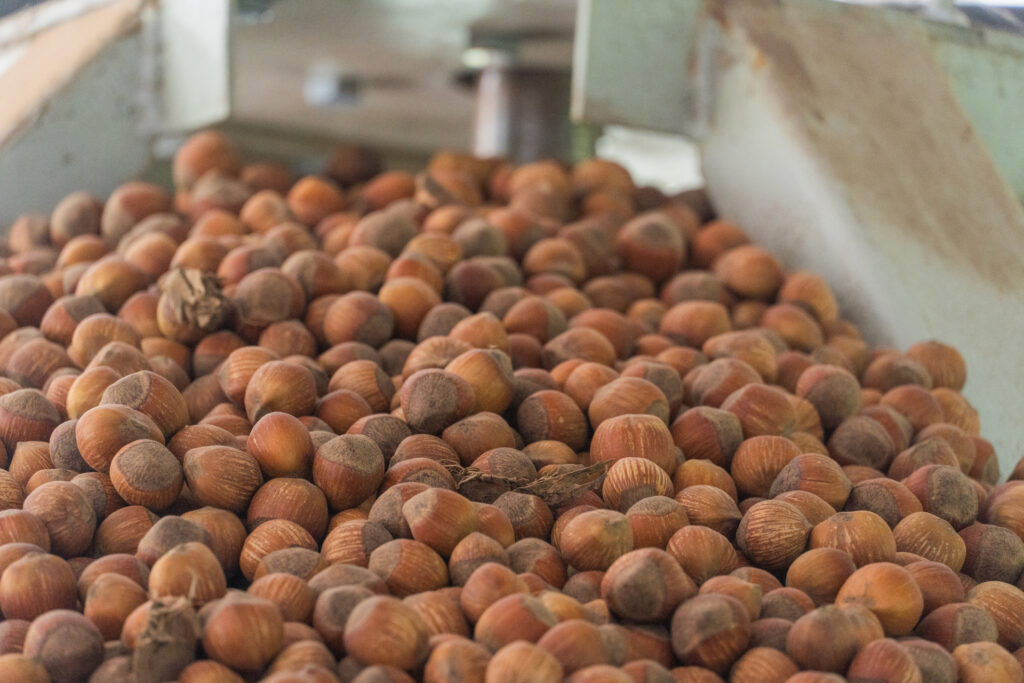 Reducir la pérdida de alimentos en el cultivo de avellanas