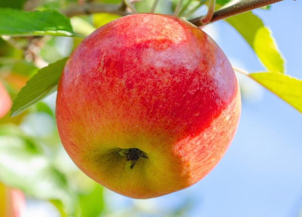 Agronometrics en gráficos: cerca de 1 de cada 4 manzanas frescas de EE.UU. se exporta 1 manzanas