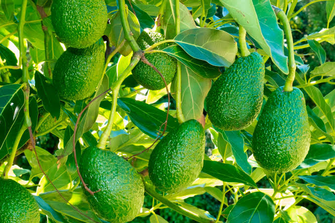 La industria del aguacate Hass se reunirá para impulsar la productividad, la innovación y los negocios