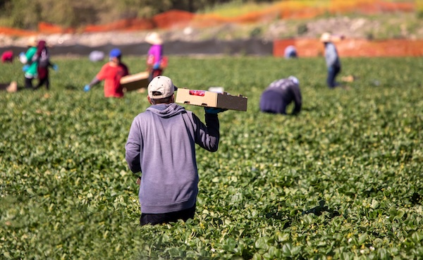 Enagro 2026: un llamado a recuperar el dinamismo del agro chileno 2 shutterstock 1934172437