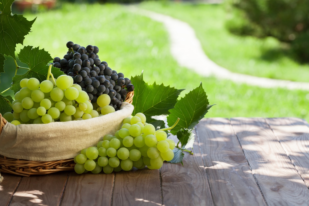 Agronometrics en Gráficos: Industria sudafricana de uva de mesa y el Global Table Grape Report