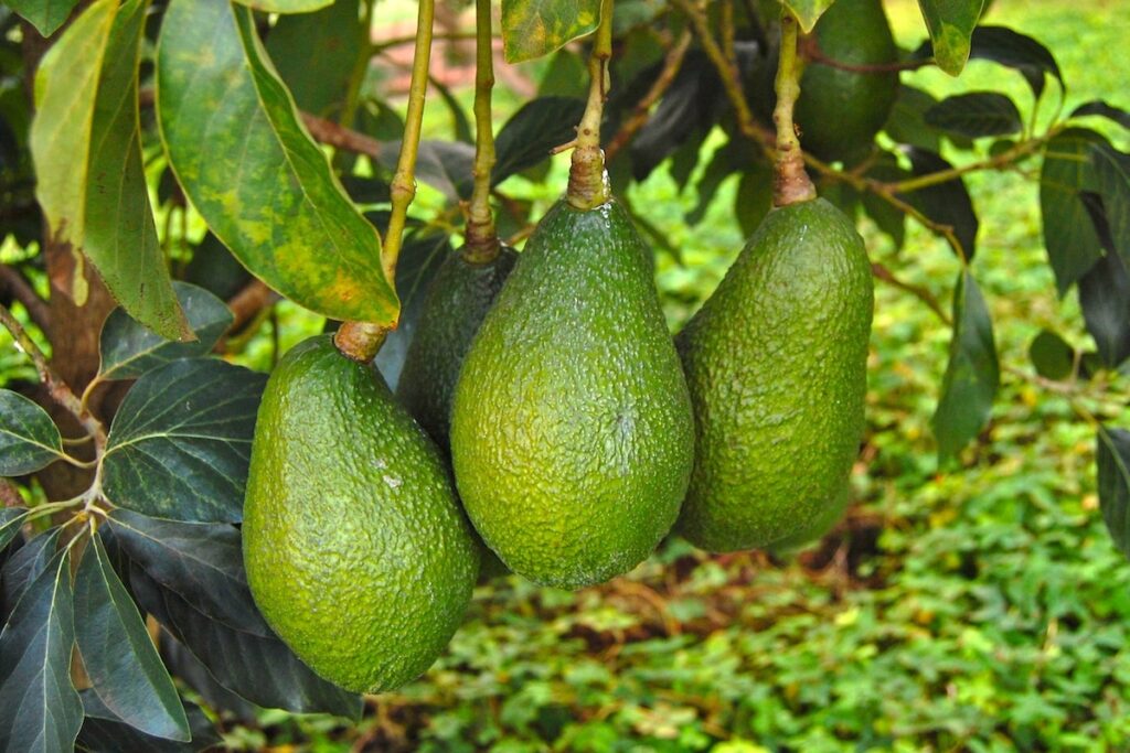 Colombia Avocado Board anuncia su directorio para el periodo 2026-2027