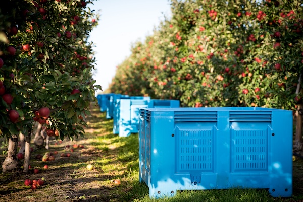 manzanas