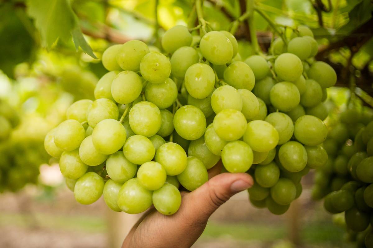 Agronometrics en gráficos: Las uvas de mesa de California se dirigen a un tercer año consecutivo de crecimiento
