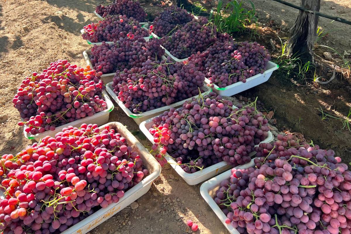 La cosecha temprana de uva de mesa de California centra la atención en la calidad y los precios 