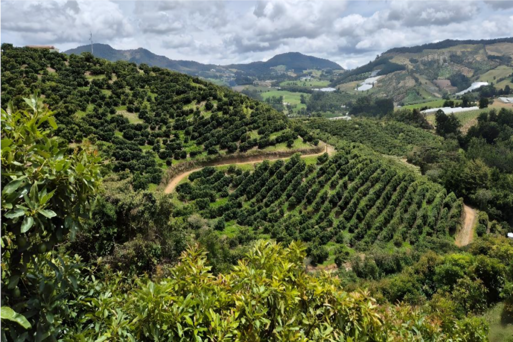 Westfalia Fruit conecta aguacates colombianos con el mercado estadounidense