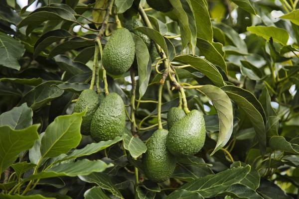 Operaciones de Westfalia Fruit ya utilizan un 58% de electricidad renovable 1 Operaciones