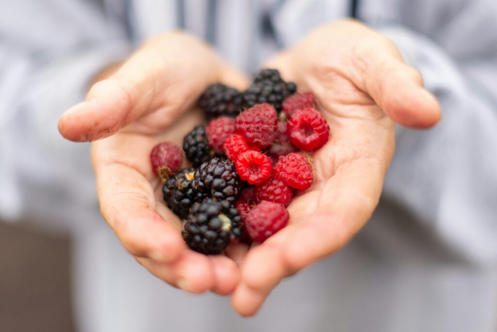 Agronometrics en Gráficos: Envíos de berries mexicanas toman fuerza mientras El Niño frena el suministro peruano