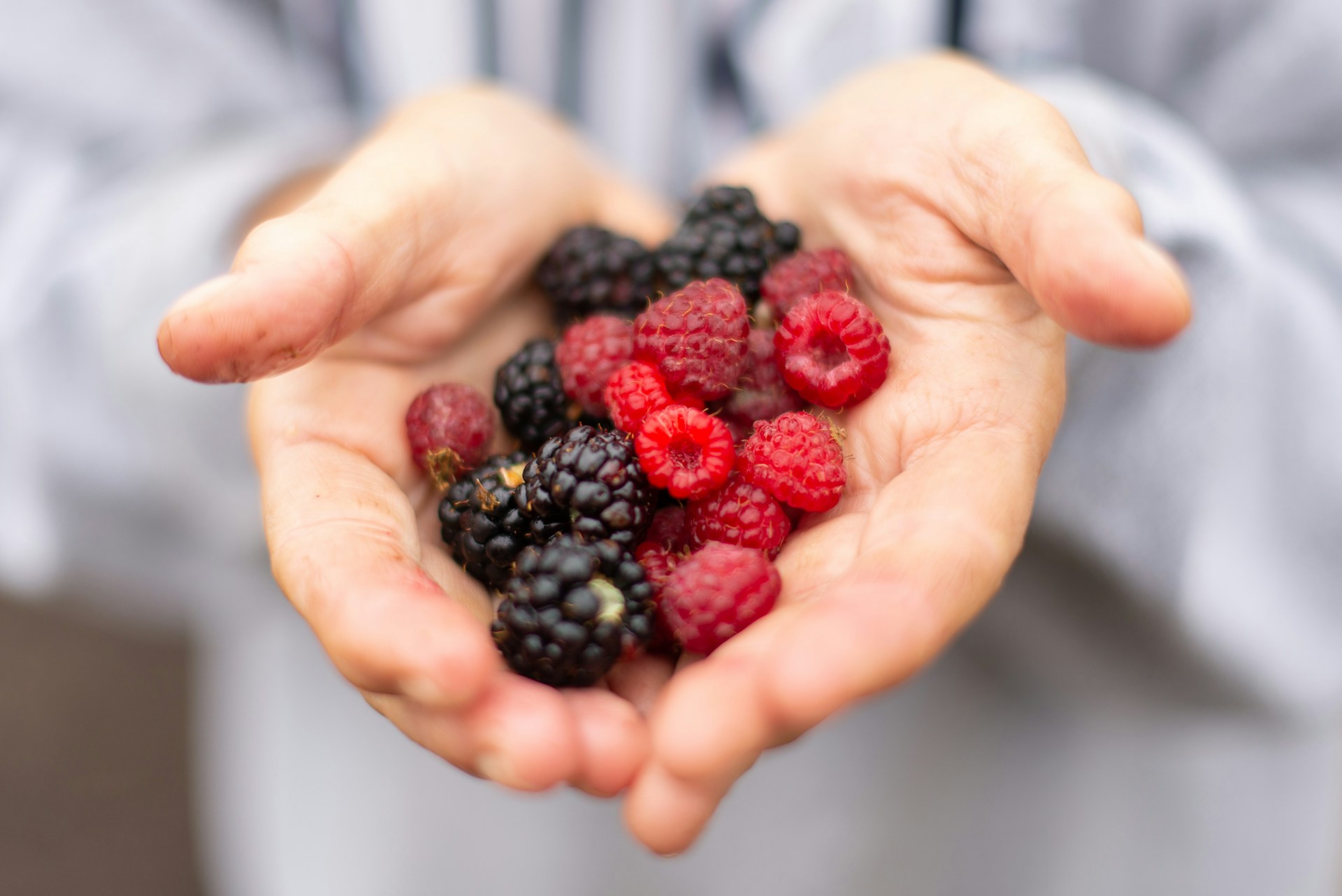 Agronometrics en Gráficos: Envíos de berries mexicanas toman fuerza mientras El Niño frena el suministro peruano